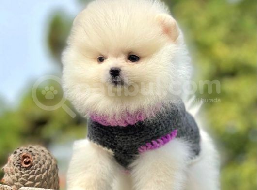 Safkan Pomeranian Boo Yavrularımız görsel