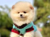 Safkan Pomeranian Boo Yavrularımız