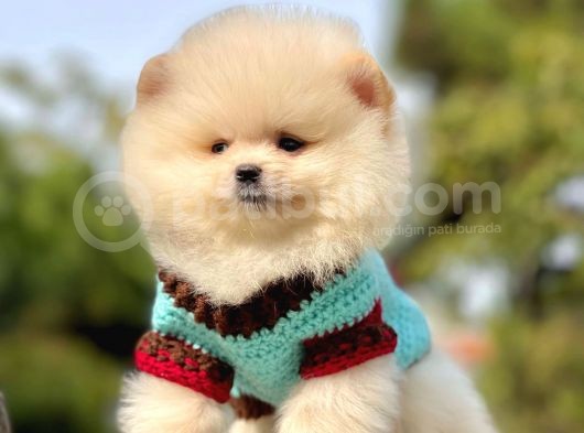Safkan Pomeranian Boo Yavrularımız görsel