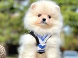 Safkan Pomeranian Boo Yavrularımız