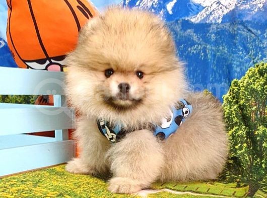 Orjinal Pomeranian Boo Yavrularımız görsel