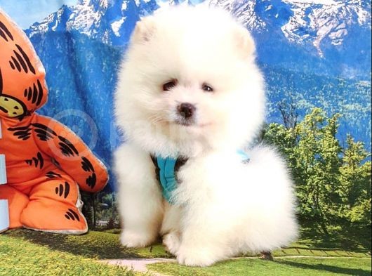 Orjinal Pomeranian Boo Yavrularımız görsel
