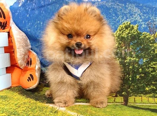 Pomeranian Boo Teddy Bear Yavrular görsel