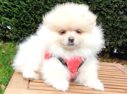 Orjinal Pomeranian Boo Yavrularımız görsel