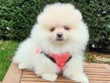 Orjinal Pomeranian Boo Yavrularımız
