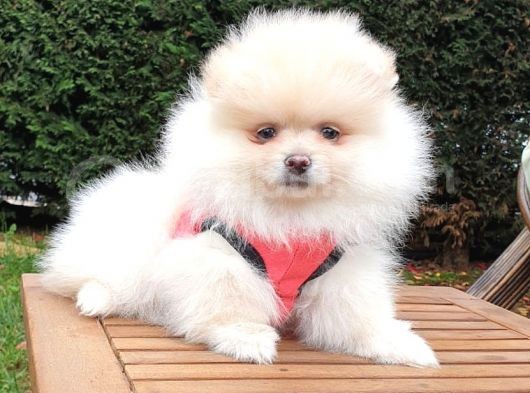 Orjinal Pomeranian Boo Yavrularımız görsel