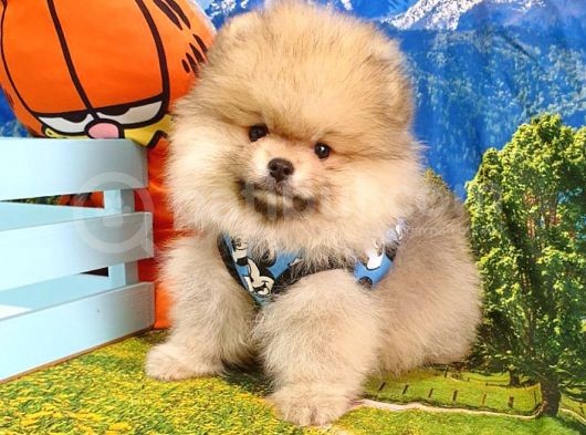 Orjinal Pomeranian Boo Yavrularımız