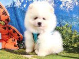 Orjinal Pomeranian Boo Yavrularımız