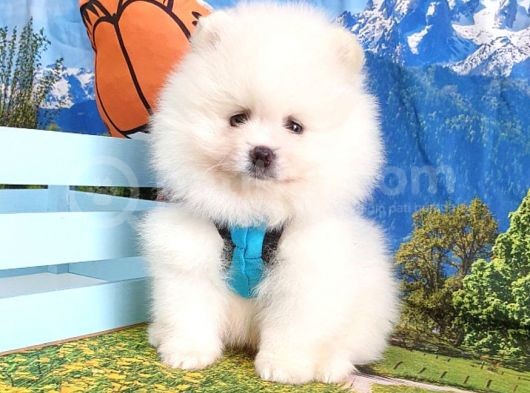 Orjinal Pomeranian Boo Yavrularımız görsel