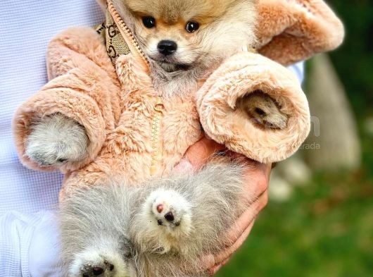 Gülen Surat Pomeranian Boo Oğlumuz Mike