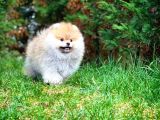 Gülen Surat Pomeranian Boo Oğlumuz Mike