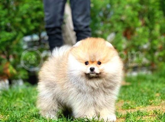 Gülen Surat Pomeranian Boo Oğlumuz Mike görsel