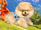 Pomeranian Boo Teddy Bear Yavrular