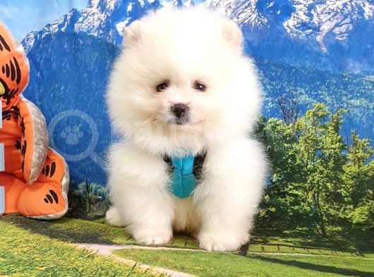 Pomeranian Boo Teddy Bear Yavrular görsel