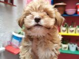 Xsmall Maltipoo Bebeğim