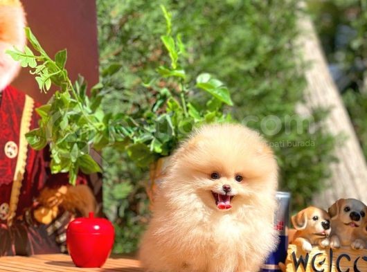 Aa Kalite Safkan  Pomeranian Oğlumuz görsel