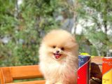 Aa Kalite Safkan  Pomeranian Oğlumuz