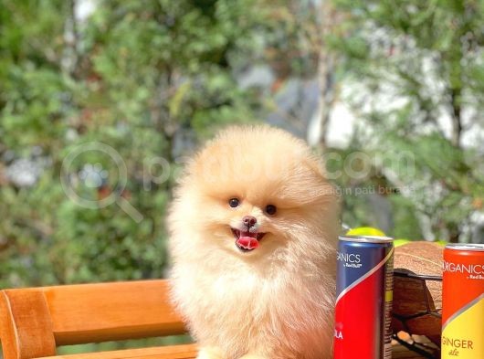 Aa Kalite Safkan  Pomeranian Oğlumuz görsel
