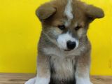Japon Akita