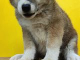 Akita
