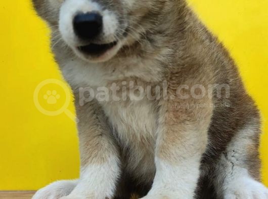 Akita görsel