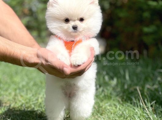 Irk Ve Sağlık Garantili Pomeranian Boo Yavrularımız görsel