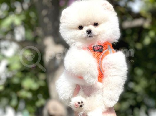 Irk Ve Sağlık Garantili Pomeranian Boo Yavrularımız görsel