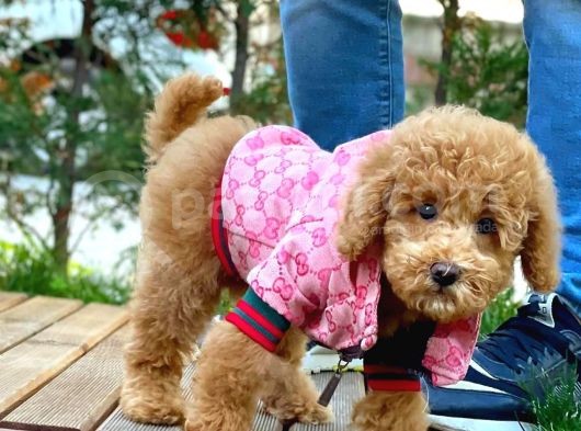 Tüy Dökmeyen Red Brown Toy Poodle Kızımız görsel