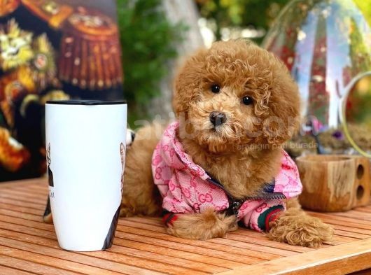 Tüy Dökmeyen Red Brown Toy Poodle Kızımız