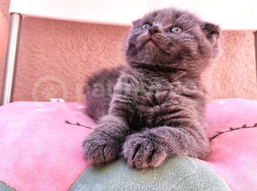 Scottish Fold görsel