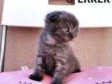 Scottish Fold