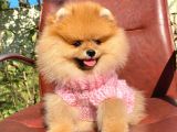 Safkan Pomeranian Boo Yavrularımız
