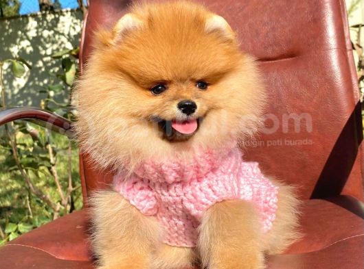 Safkan Pomeranian Boo Yavrularımız