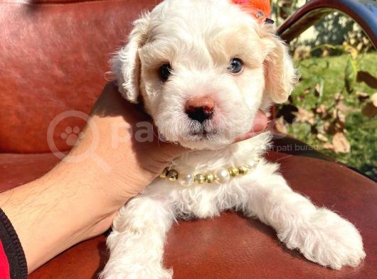 Safkan Maltipoo Yavrular görsel