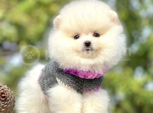 Safkan Pomeranian Boo Yavrularımız görsel