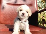 Safkan Maltipoo Yavrular