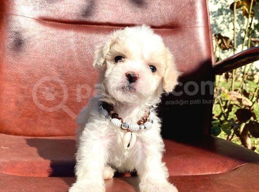 Safkan Maltipoo Yavrular