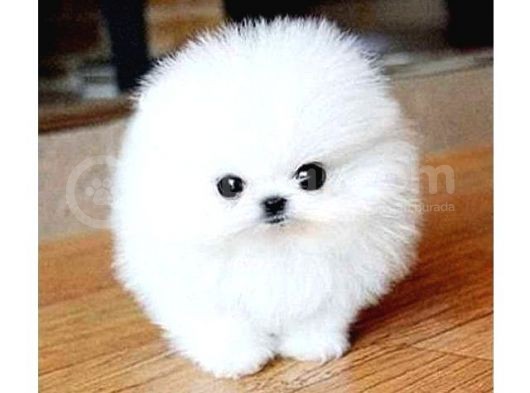Ayı Surat Pomeranian Boo Yavrularımız