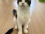 Safkan Maine Coon