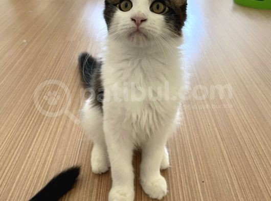 Safkan Maine Coon görsel