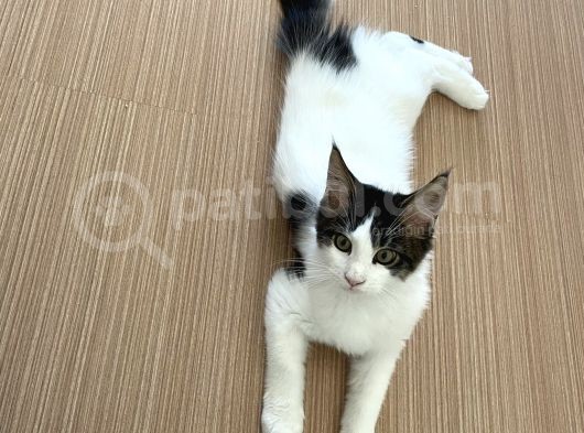 Safkan Maine Coon görsel