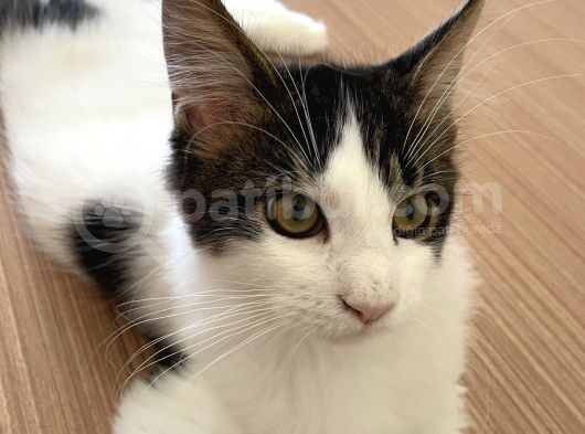 Safkan Maine Coon