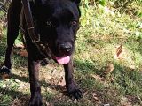 Saf Kan Cane Corso Italian