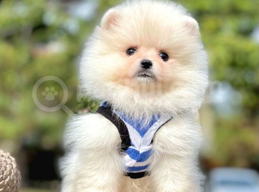 Safkan Teddy Ayı Surat Pomeranian Yavrularımız görsel