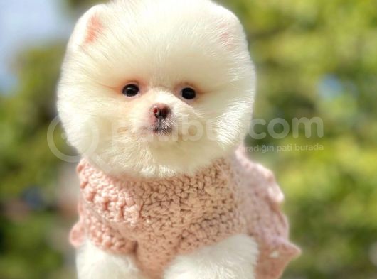 Safkan Teddy Ayı Surat Pomeranian Yavrularımız görsel