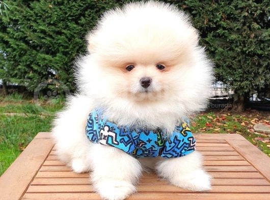 Pomeranian Boo Teddy Bear Yavrular görsel
