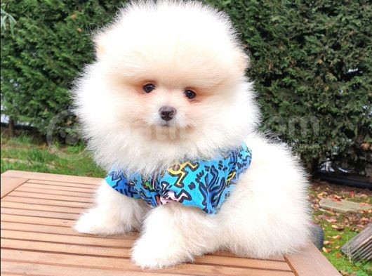 Pomeranian Boo Teddy Bear Yavrular görsel
