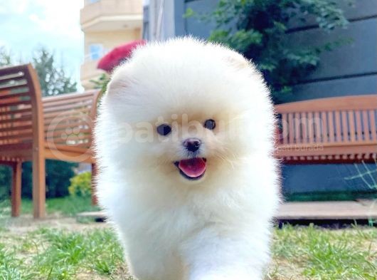 Aa Kalite Safkan Pomeranian Oğlumuz Latte