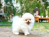 Aa Kalite Safkan Pomeranian Oğlumuz Latte