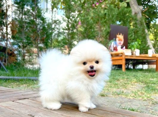 Aa Kalite Safkan Pomeranian Oğlumuz Latte görsel